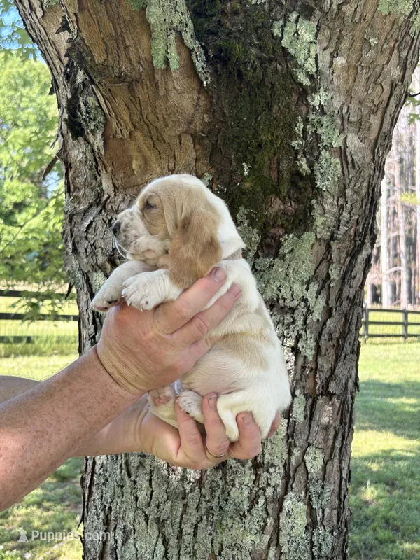 Pink collar – Basset Hound puppy for sale in Summerville, GA