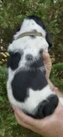 Teal Collar, a female Basset Hound for sale in Summerville, GA – 4 of 8