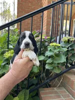 Burgundy Collar, a female Basset Hound for sale in Summerville, GA – 3 of 9