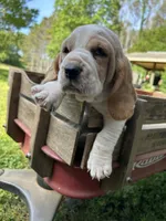 Pink collar, a female Basset Hound for sale in Summerville, GA – 2 of 9