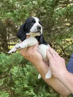Burgundy Collar, a female Basset Hound for sale in Summerville, GA – 4 of 9