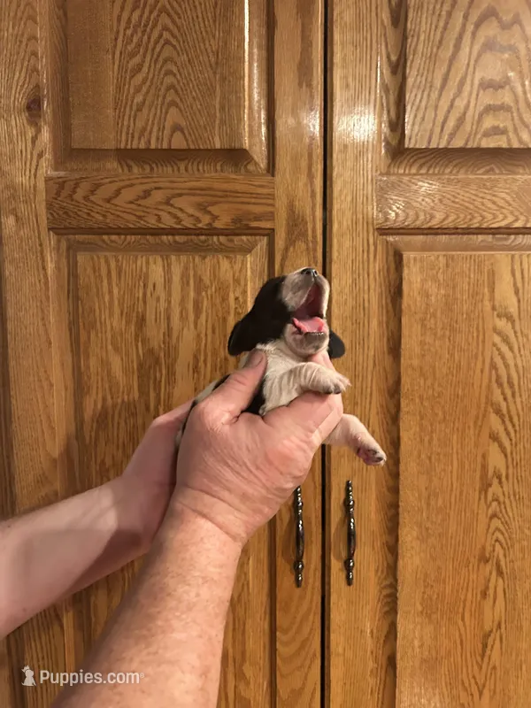 Black Collar – Basset Hound puppy for sale in Summerville, GA