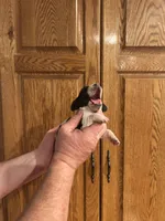 Black Collar, a male Basset Hound for sale in Summerville, GA – Photo 1 of 7