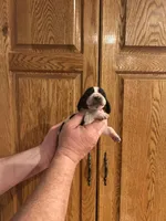 Black Collar, a male Basset Hound for sale in Summerville, GA – Photo 4 of 7