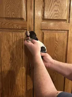 Black Collar, a male Basset Hound for sale in Summerville, GA – Photo 2 of 7