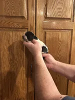 Black Collar, a male Basset Hound for sale in Summerville, GA – Photo 3 of 7