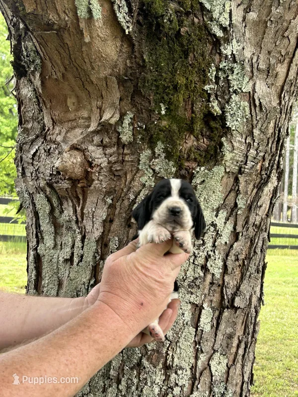 Black Collar – Basset Hound puppy for sale in Summerville, GA