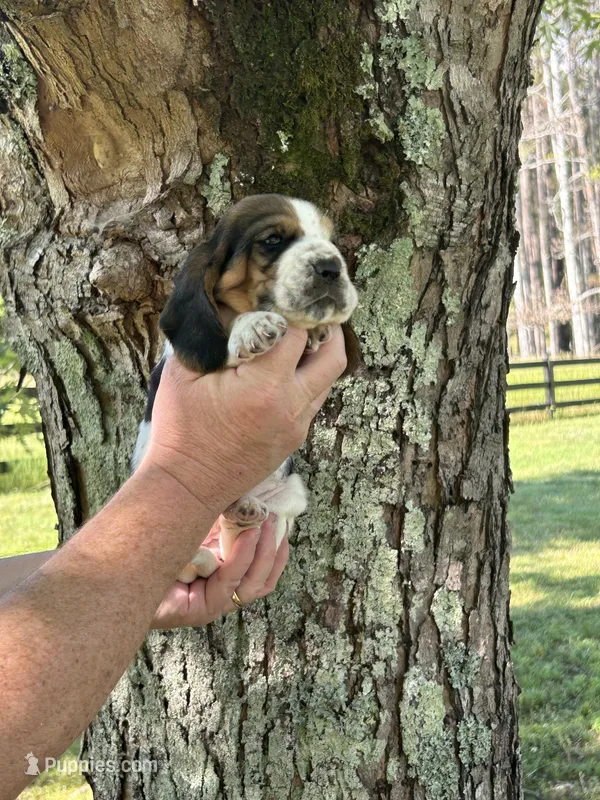 Dark Purple Collar – Basset Hound puppy for sale in Summerville, GA