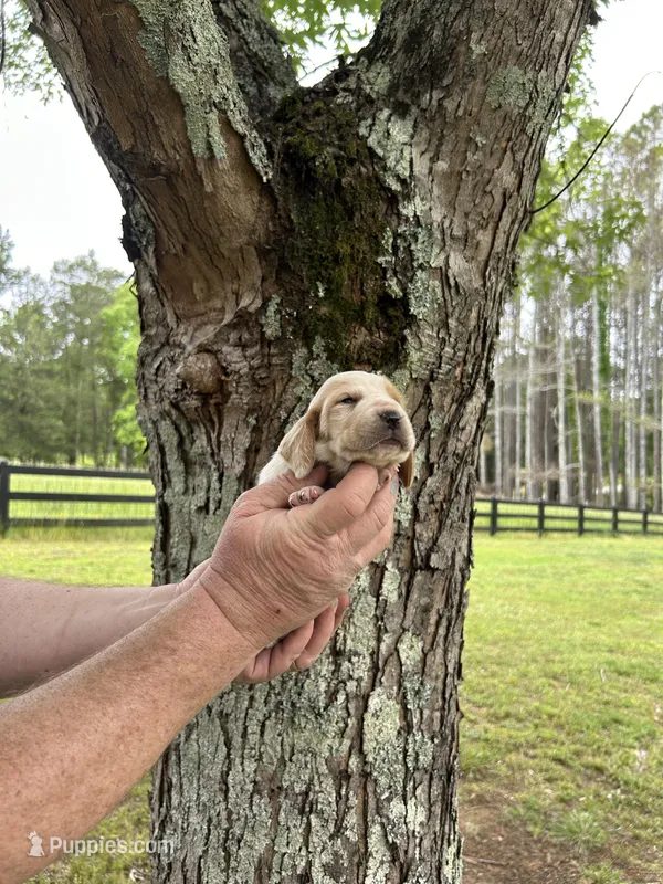 Light Purple Collar – Basset Hound puppy on hold in Summerville, GA