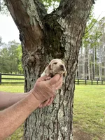 Light Purple Collar, a female Basset Hound for sale in Summerville, GA – 1 of 9