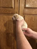 Light Purple Collar, a female Basset Hound for sale in Summerville, GA – Photo 2 of 7