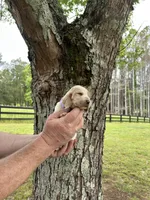 Light Purple Collar, a female Basset Hound for sale in Summerville, GA – 2 of 9