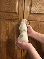 Light Purple Collar, a female Basset Hound for sale in Summerville, GA – Photo 4 of 7