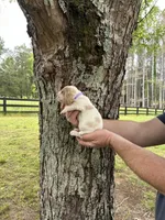 Light Purple Collar, a female Basset Hound for sale in Summerville, GA – 4 of 9