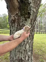 Light Purple Collar, a female Basset Hound for sale in Summerville, GA – 5 of 9