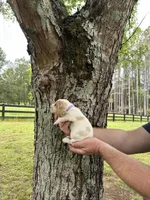 Light Purple Collar, a female Basset Hound for sale in Summerville, GA – 6 of 9
