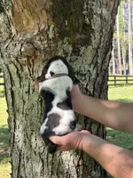Dark Purple Collar, a female Basset Hound for sale in Summerville, GA – 5 of 8