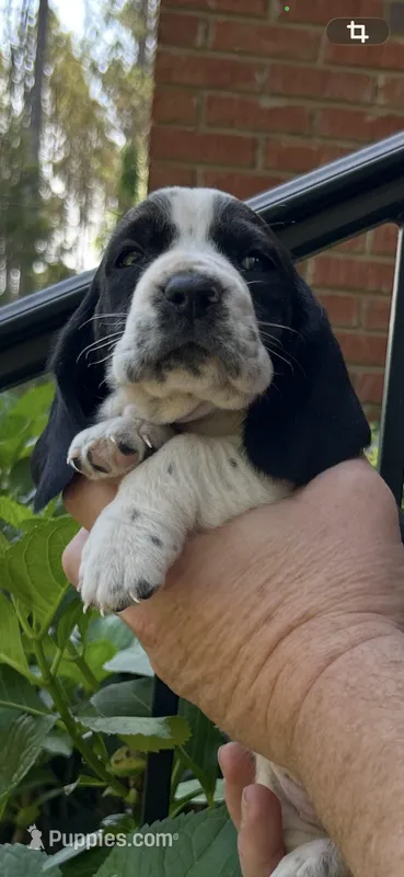Burgundy Collar – Basset Hound puppy for sale in Summerville, GA