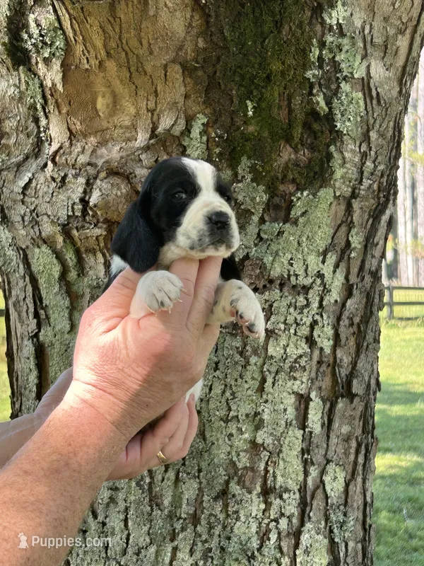 Burgundy Collar – Basset Hound puppy for sale in Summerville, GA