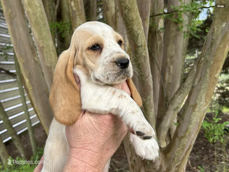 Bright Green collar – Basset Hound puppy for sale in Summerville, GA