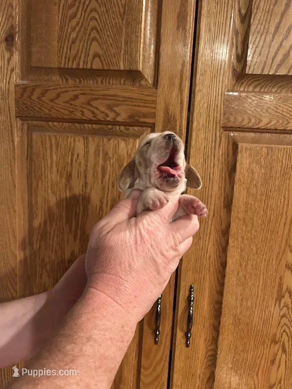 Pink Collar – Basset Hound puppy for sale in Summerville, GA