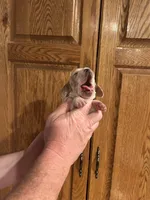 Pink Collar, a female Basset Hound for sale in Summerville, GA – Photo 1 of 8