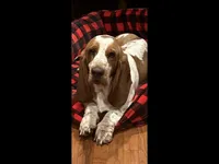 Pink Collar, a female Basset Hound for sale in Summerville, GA – Photo 6 of 8