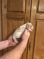 Pink Collar, a female Basset Hound for sale in Summerville, GA – Photo 3 of 8