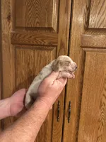 Pink Collar, a female Basset Hound for sale in Summerville, GA – Photo 4 of 8