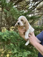 Pink collar, a female Basset Hound for sale in Summerville, GA – 6 of 9