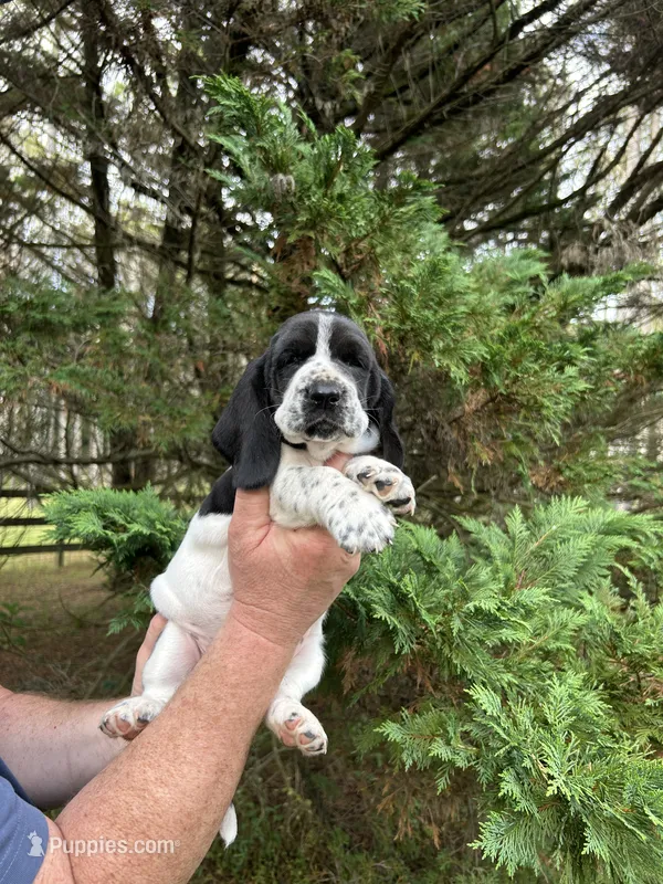 Navy Collar – Basset Hound puppy for sale in Summerville, GA