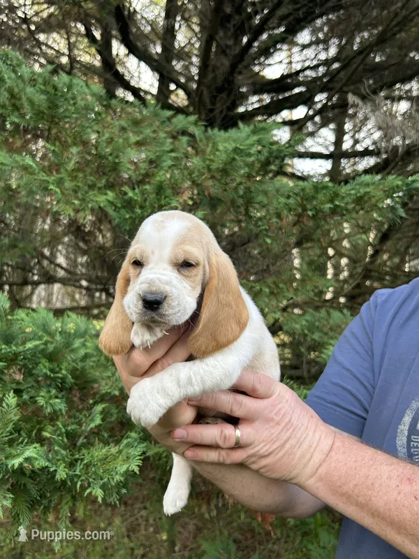 Bright Green collar – Basset Hound puppy for sale in Summerville, GA