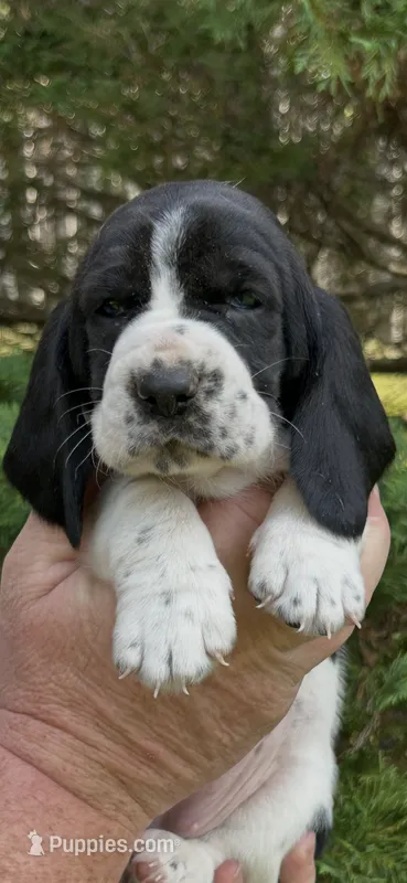 Teal Collar – Basset Hound puppy on hold in Summerville, GA