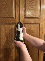 Dark Purple Collar, a female Basset Hound for sale in Summerville, GA – Photo 3 of 6