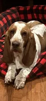 Dark Purple Collar, a female Basset Hound for sale in Summerville, GA – Photo 5 of 6