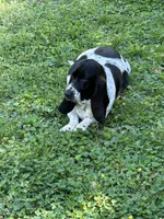 Dark Purple Collar, a female Basset Hound for sale in Summerville, GA – Photo 4 of 6