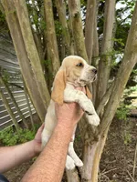 Bright Green collar, a male Basset Hound for sale in Summerville, GA – 6 of 10