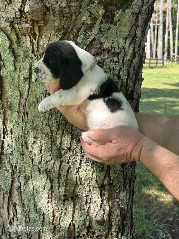 Teal Collar – Basset Hound puppy for sale in Summerville, GA
