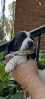 Burgundy Collar, a female Basset Hound for sale in Summerville, GA – 6 of 9
