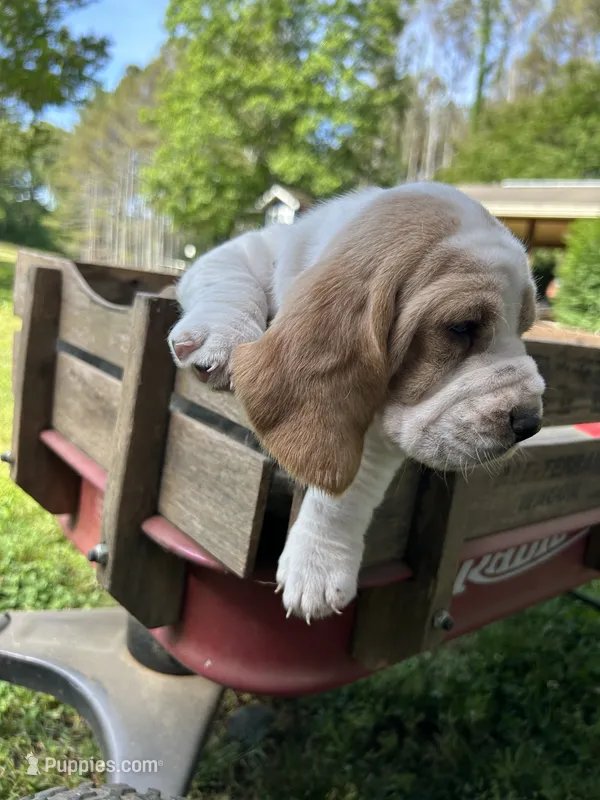 Pink collar – Basset Hound puppy for sale in Summerville, GA