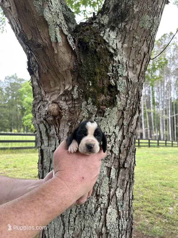 Burgundy Collar – Basset Hound puppy for sale in Summerville, GA