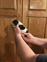 Burgundy Collar, a female Basset Hound for sale in Summerville, GA – Photo 2 of 8