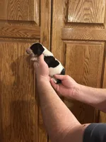 Burgundy Collar, a female Basset Hound for sale in Summerville, GA – Photo 4 of 8