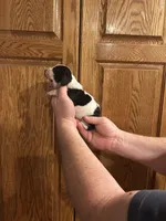 Burgundy Collar, a female Basset Hound for sale in Summerville, GA – Photo 5 of 8