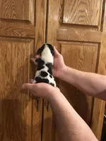 Burgundy Collar, a female Basset Hound for sale in Summerville, GA – Photo 3 of 8