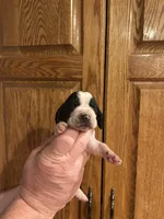 Burgundy Collar, a female Basset Hound for sale in Summerville, GA – Photo 1 of 8