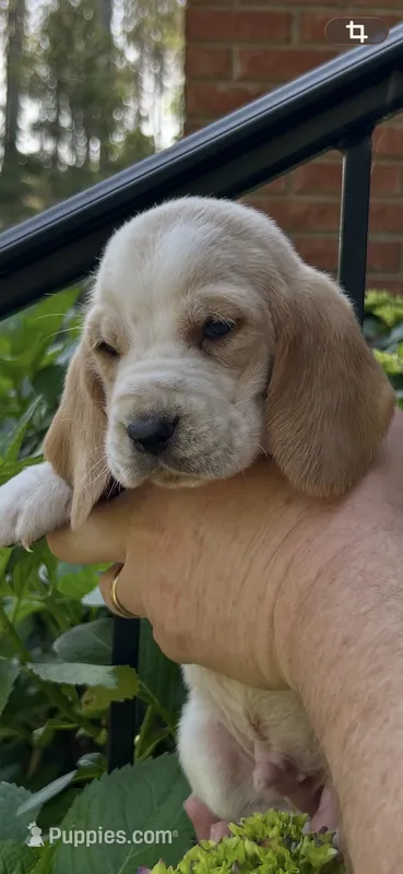 Bright Green collar – Basset Hound puppy for sale in Summerville, GA
