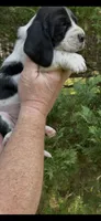 Teal Collar, a female Basset Hound for sale in Summerville, GA – 5 of 8