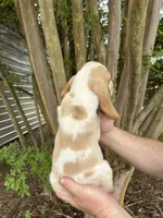 Bright Green collar, a male Basset Hound for sale in Summerville, GA – 4 of 10