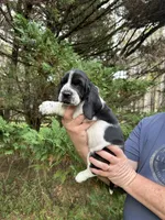 Navy Collar, a male Basset Hound for sale in Summerville, GA – 3 of 10